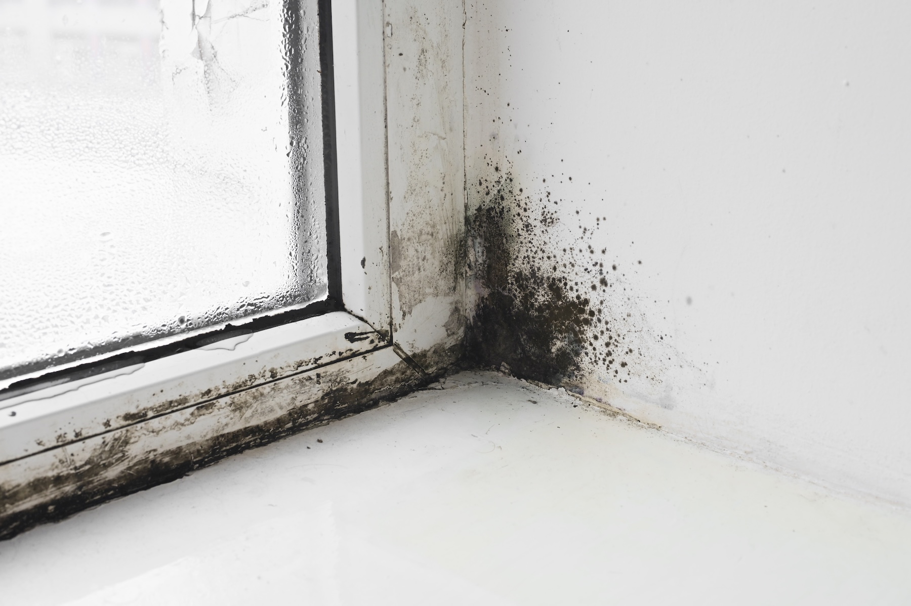 Black mold growth around a commercial window in Ozark