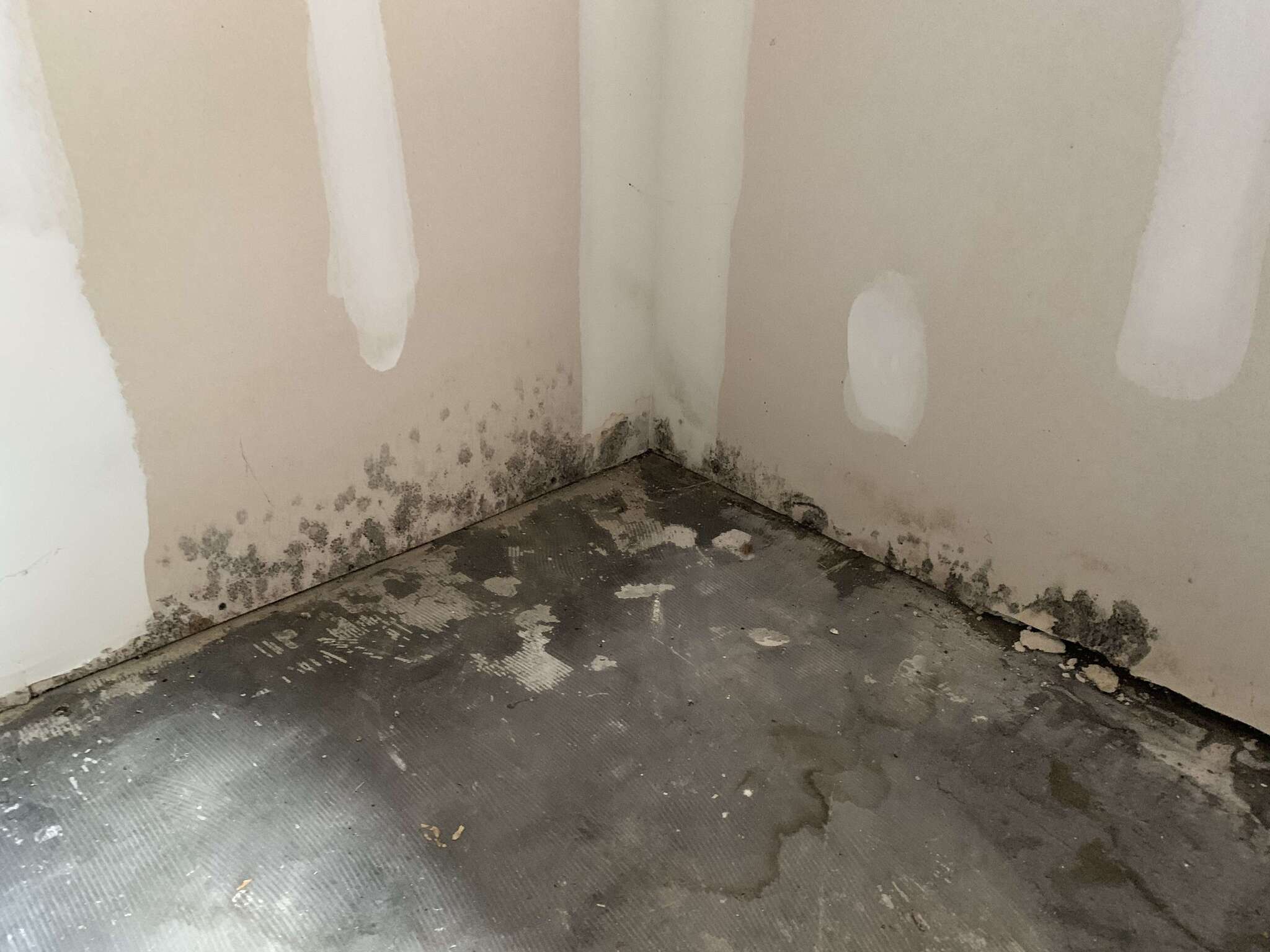 Mold growth on wall and floor corner in a Ozark home